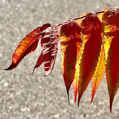 Later afternoon music