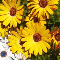 حبیب|اون نگاه قشنگت