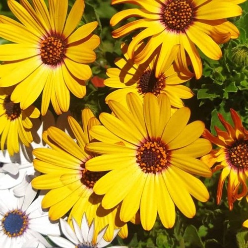 حبیب|اون نگاه قشنگت