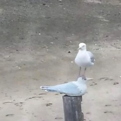 metaphor- marlon funaki (cover with river)