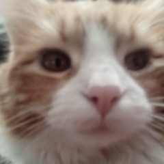 Shucks V5 Teaser credit to luke goji on youtube