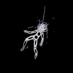 X-TASÍ - The Deep Cuts