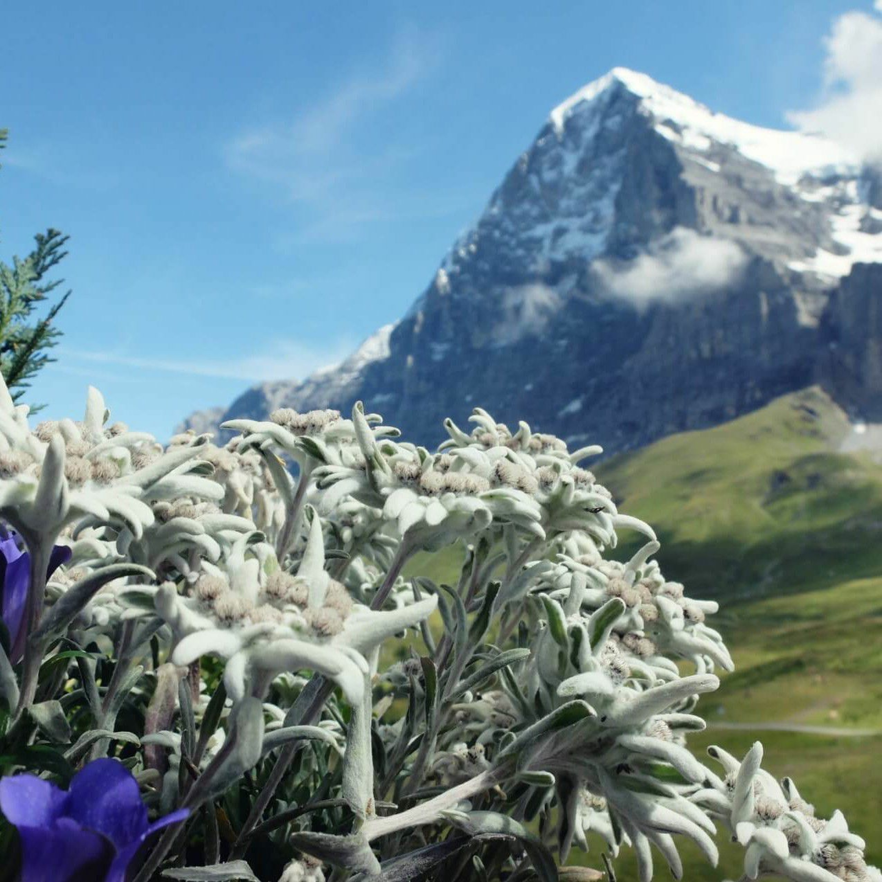 EDELWEISS episode artwork