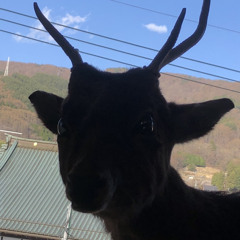 星屑(折坂悠太)弾き語りカバ