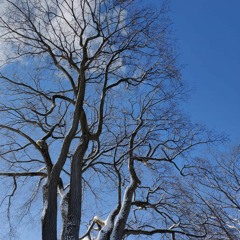 Blue Ridge Mountains Remix