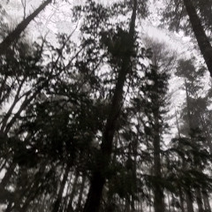 forested country(lofi)