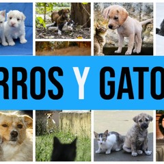 Perros y Gatos