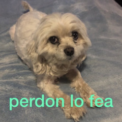 Perla - Mi Gitano Corazón