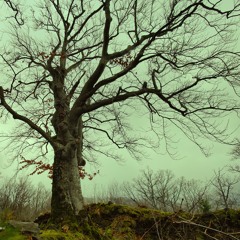 Facétie - Freaks Mood In The Woods