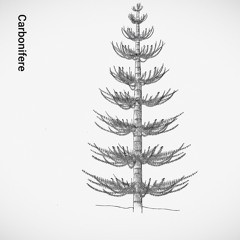 Calamites (original version)