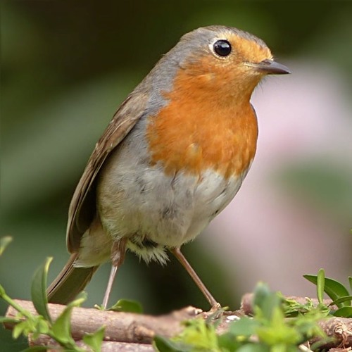 Robin