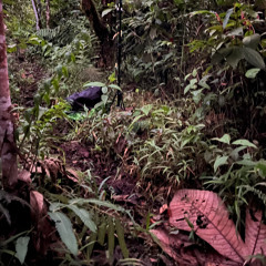 Tesoro - Dusk in the regenerating forest