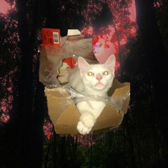 Zacarias Cat's Powerful and Silent Fortress