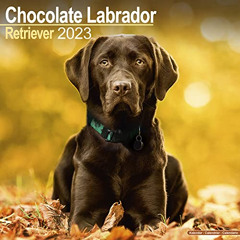 [View] EBOOK 🗂️ Chocolate Lab Calendar - Labrador Retriever - Dog Breed Calendars -