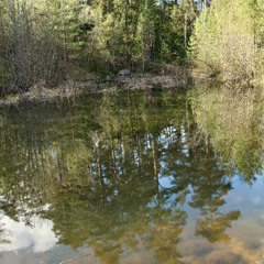 ASMR - Mallards making ready for the night in my favorite pond