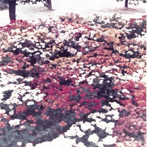 Through the Sloe - S/T (2000)