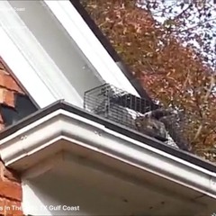 AAAC Wildlife Removal of Texas Gulf Coast - Eliminating Squirrels In The Attic TX Gulf Coast