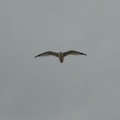 MakudaMusic - Fading