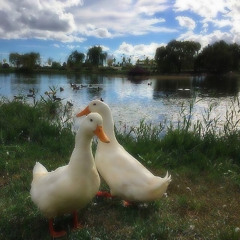 duckin!