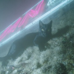 NEON KITTY