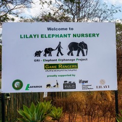 What it's like Working with Elephants in Zambia