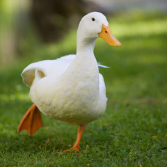 waddle