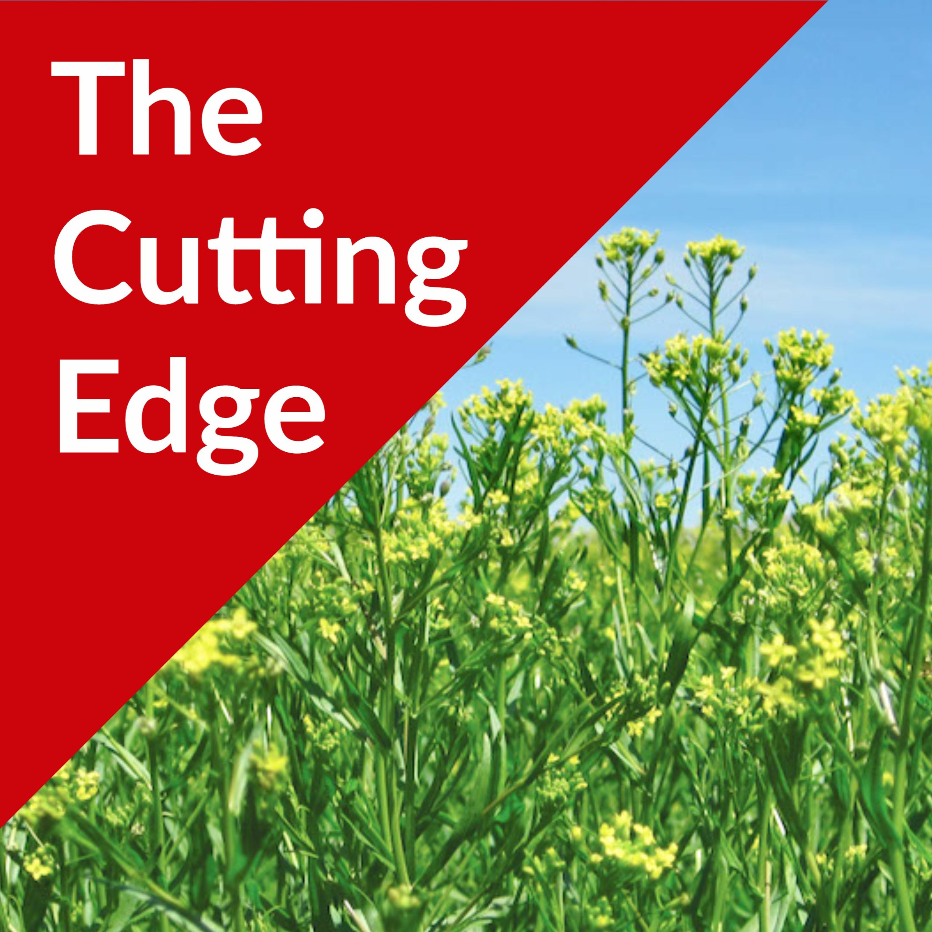 The Cutting Edge Podcast