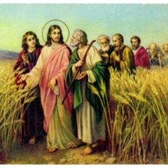 July 19 - Sixteenth Sunday in Ordinary Time (2026)