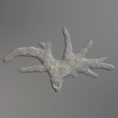 Down2Lounge - Quasi Downbeat Mix