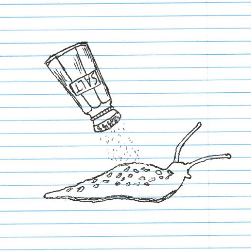 Salt on a Slug