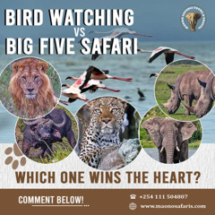 Bird Watching vs. Big Five Safari – Which One Wins the Heart