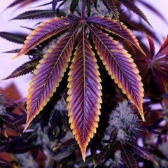 [FREE] J. Cole x Joey Bada$$ Type Beat | "4/20/22"