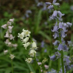 Feel Something, Bea Miller Cover