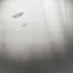 blight