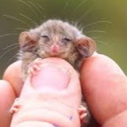 OPOSSUM
