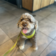 Who the fuck is at the door (disstrack)