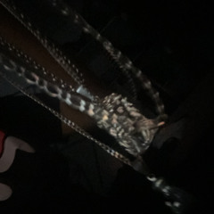 ULTRA PROBLEMATIKO - la sesenta