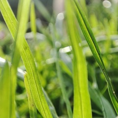 Eső után zöldül - zeneszerző: A Fű