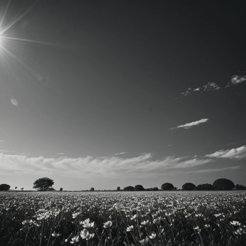 walking through the field