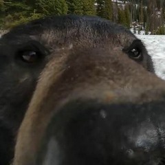 Medieval City Ambience (Without Musci)