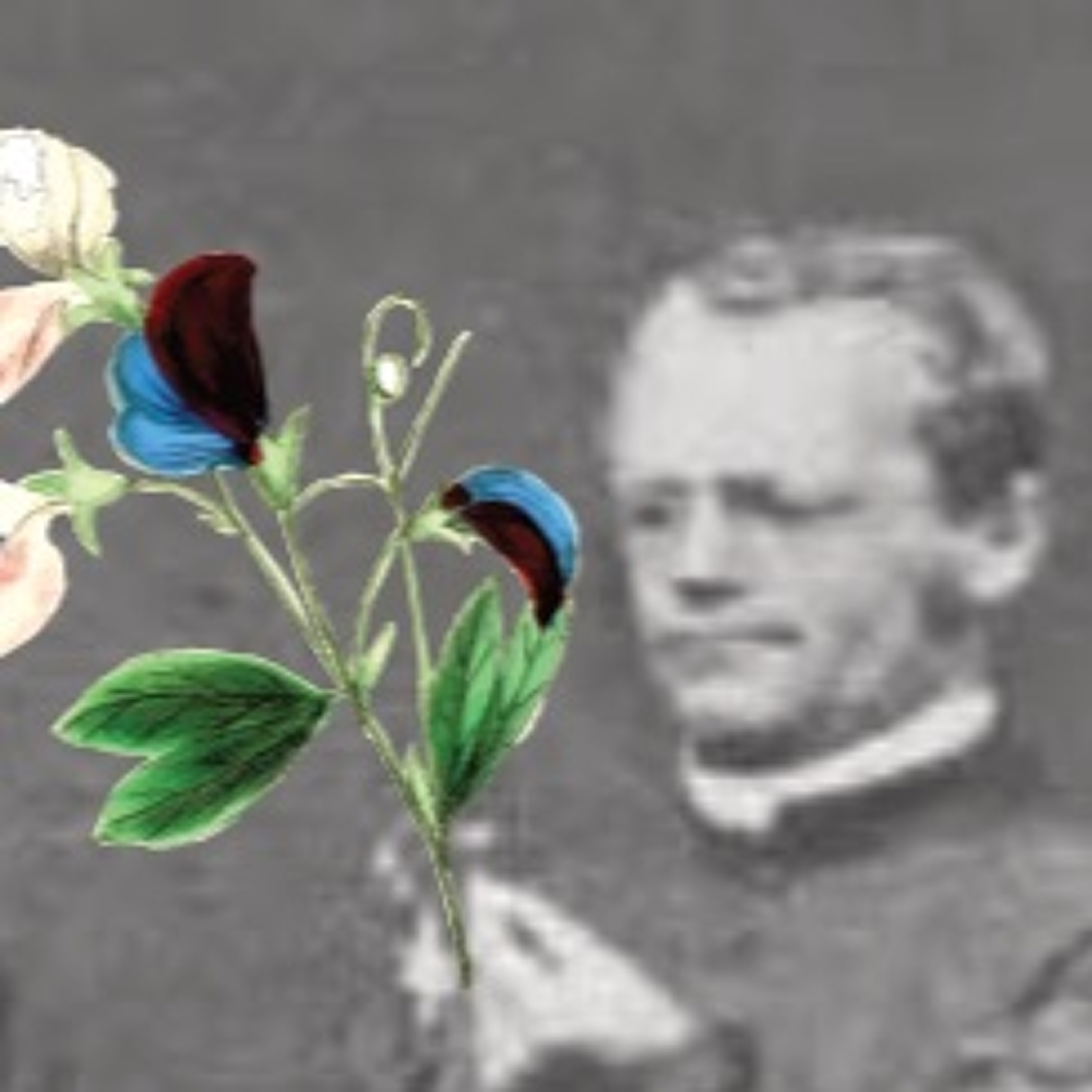 XXXI. - Mendel200 - A Juhos Társaságtól Gregor Mendel borsókísérleteiig