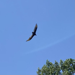 Buzzard in the Sky