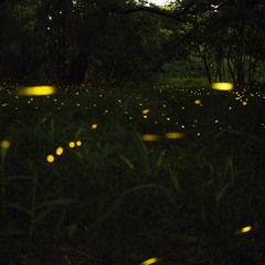Fireflies