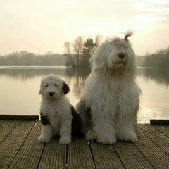 Dead Hippie - PRETTY