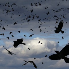 Crows