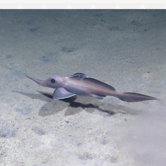 Umayyah (prod. seko) [demo]