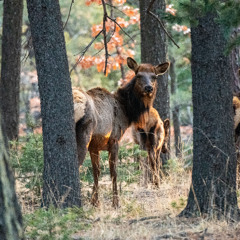 Episode 33: Conservation in Action: Collaboration for New Mexico's Elk