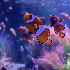 Underwater Adventure