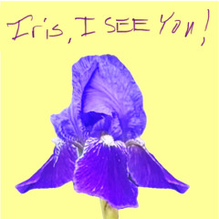 Iris I See You