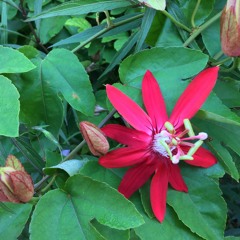 Matt Mangold & Brian Gomien -Serpent In The Garden